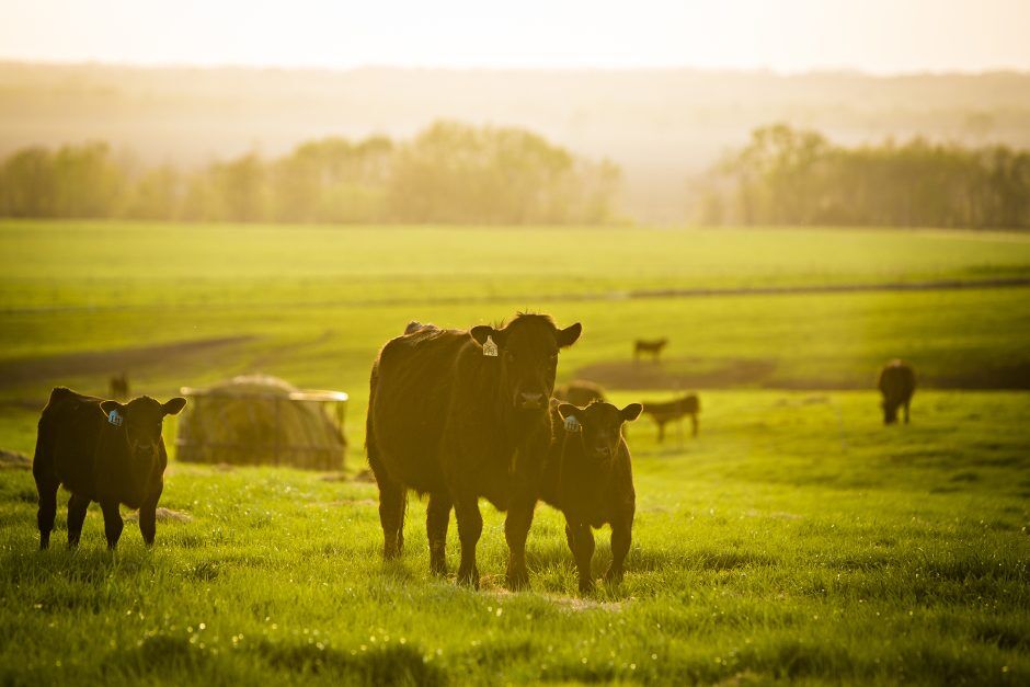 cattle